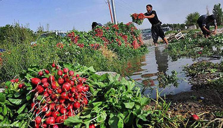 خط قرمز وزارت بهداشت درباره آبیاری زمین‌های کشاورزی