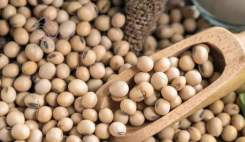 مصرف سویا ریسک شکستگی استخوان در زنان یائسه را کاهش می‌دهد