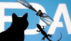 کشف یک انبار دارویی مملو از مارمولک و گربه!