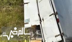 واژگونی کامیون حامل میمون‌های مبتلا به ویروس‌های خطرناک در آمریکا