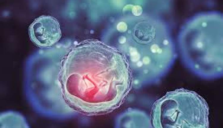 دور زدن قانون IVF؛ زوجهای بریتانیایی برای انتخاب بهترین جنین دادههای ژنتیکی را به آمریکا میفرستند دور زدن قانون IVF؛ زوجهای بریتانیایی برای انتخاب بهترین جنین دادههای ژنتیکی را به آمریکا میفرستند