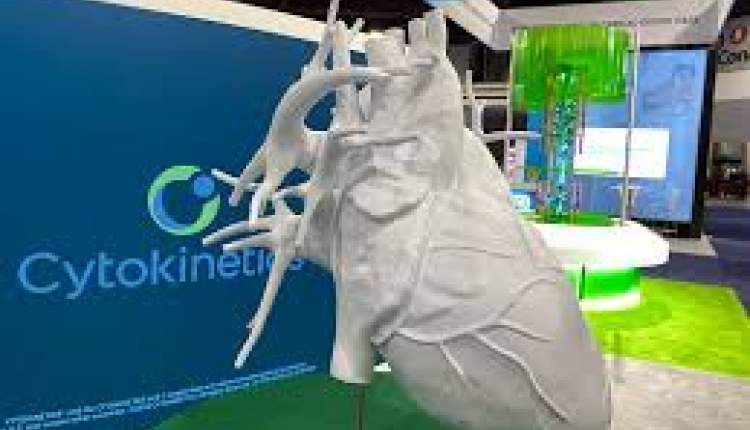 FDA نخستین داروی قلبی Cytokinetics را تأیید کرد؛ درمان هدفمند برای یک بیماری نادر